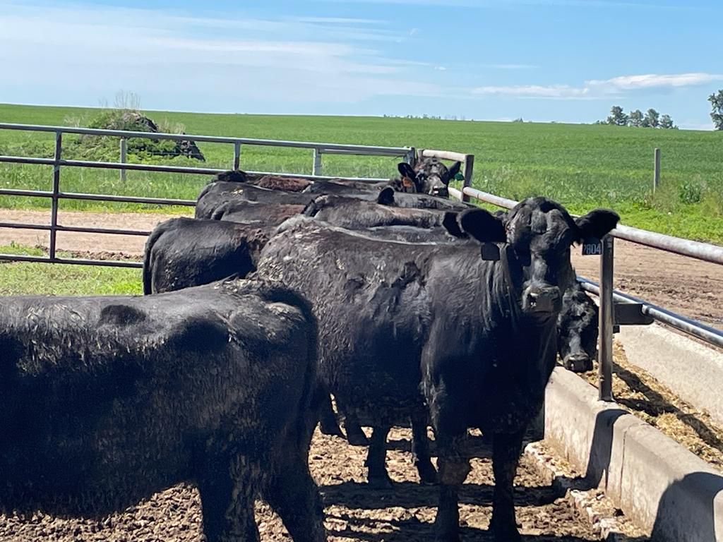 Rosebud Feeders Customer Cattle 800 Heifers 80 Head (Irricana