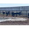 Image 3 : Rosebud Feeders - Customer Cattle - 800# Heifers - 80 Head (Irricana, AB)
