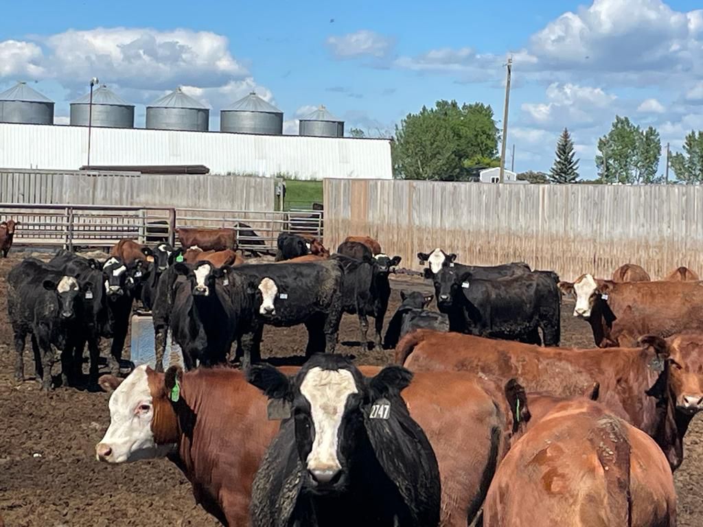 Rosebud Feeders Customer Cattle 800 Heifers 109 Head (Irricana