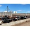 Image 2 : Rosebud Feeders - Customer Cattle - 800# Heifers - 109 Head (Irricana, AB)