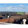 Image 3 : Rosebud Feeders - Customer Cattle - 800# Heifers - 109 Head (Irricana, AB)
