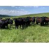 Image 7 : Diamond 7 Ranch - 576# Heifers - 94 Head (Cochrane, AB)