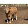Image 3 : Douglass Agro - 1045# Steers - 57 Head (Gem, AB)
