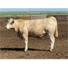 Image 7 : Douglass Agro - 1045# Steers - 57 Head (Gem, AB)