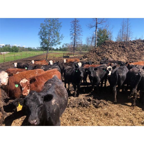 Westland Cattle Ltd. - 850# Steers - 74 Head (Leduc, AB)