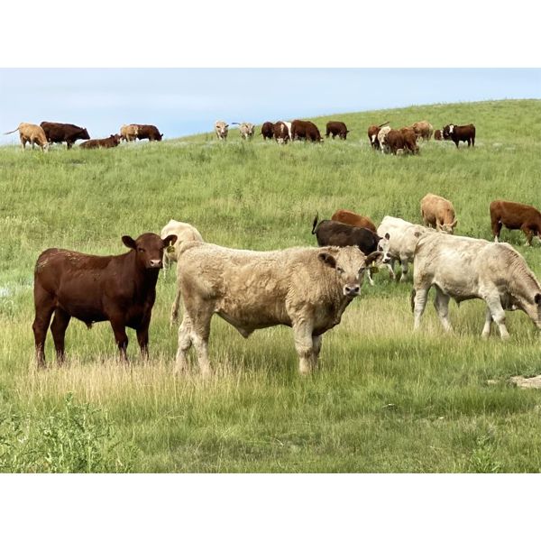 DJC Ranch - 1050# Steers - 118 Head (Rabbit Lake, SK)