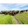 Image 1 : Lauder Ranch - 920# Steers - 154 Head (Quilchena, BC)