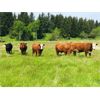 Image 4 : Lauder Ranch - 860# Steers - 69 Head (Quilchena, BC)