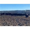 Image 11 : Little Rainbow Ranch - 950# Heifers - 67 Head (Moosomin, SK)