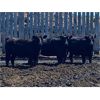 Image 4 : Little Rainbow Ranch - 950# Heifers - 67 Head (Moosomin, SK)