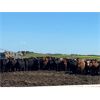 Image 5 : Little Rainbow Ranch - 950# Heifers - 67 Head (Moosomin, SK)
