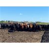 Image 7 : Little Rainbow Ranch - 950# Heifers - 67 Head (Moosomin, SK)