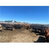 Image 8 : Little Rainbow Ranch - 950# Heifers - 67 Head (Moosomin, SK)