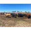 Image 9 : Little Rainbow Ranch - 950# Heifers - 67 Head (Moosomin, SK)