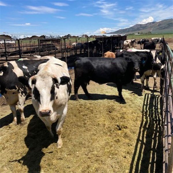 Idaho Dairies/Ranches - 32 Head (Burley, ID)