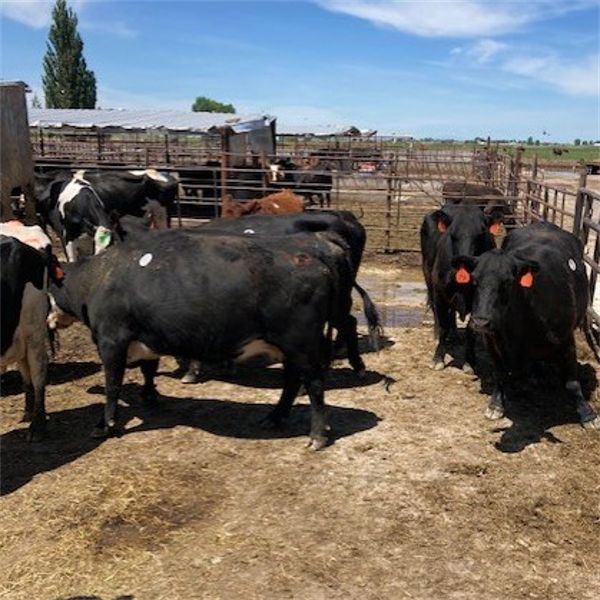 Idaho Dairies/Ranches - 26 Cows (Burley, ID)