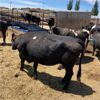 Image 2 : Idaho Dairies/Ranches - 26 Cows (Burley, ID)