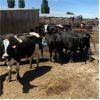Image 3 : Idaho Dairies/Ranches - 26 Cows (Burley, ID)