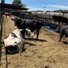 Image 4 : Idaho Dairies/Ranches - 26 Cows (Burley, ID)