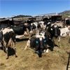 Image 1 : Idaho Dairies - 52 Holstein Cows (Burley, ID)