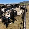 Image 4 : Idaho Dairies - 52 Holstein Cows (Burley, ID)