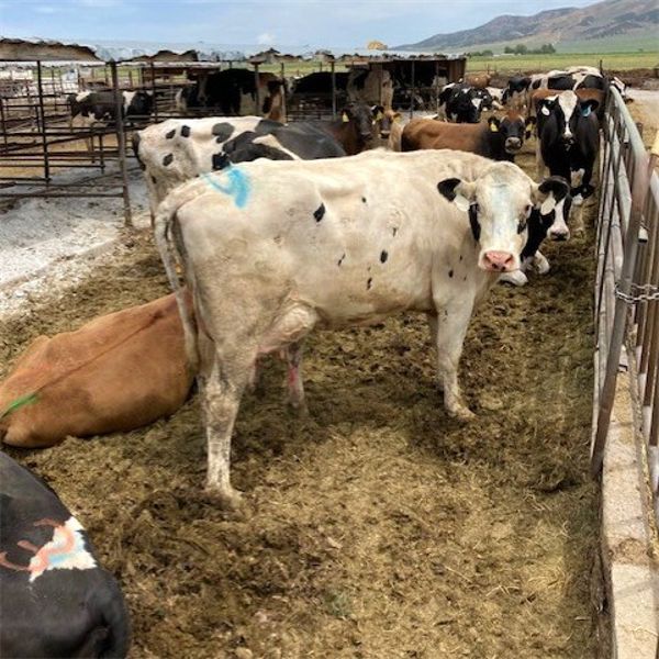 Idaho Ranches/Dairies - 66 Cows (Burley, ID)