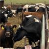 Image 2 : Idaho Ranches/Dairies - 66 Cows (Burley, ID)