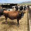 Image 3 : Idaho Ranches/Dairies - 66 Cows (Burley, ID)