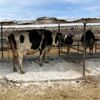 Image 4 : Idaho Ranches/Dairies - 66 Cows (Burley, ID)