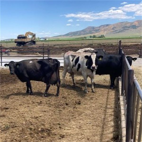 Idaho Dairies - 52 Cows (Burley, ID)