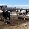 Image 2 : Idaho Dairies - 52 Cows (Burley, ID)