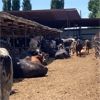 Image 3 : Idaho Dairies - 52 Cows (Burley, ID)