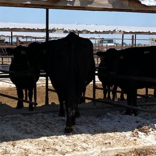 Idaho Dairies/Ranches - 53 Cows (Burley, ID)