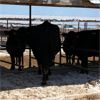 Image 1 : Idaho Dairies/Ranches - 53 Cows (Burley, ID)