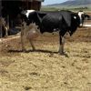Image 2 : Idaho Dairies/Ranches - 53 Cows (Burley, ID)