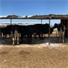 Image 4 : Idaho Dairies/Ranches - 53 Cows (Burley, ID)