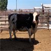 Image 1 : Idaho Dairies/Ranches - 52 Cows (Burley, ID)