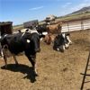 Image 2 : Idaho Dairies/Ranches - 52 Cows (Burley, ID)