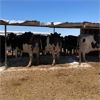 Image 3 : Idaho Dairies/Ranches - 52 Cows (Burley, ID)