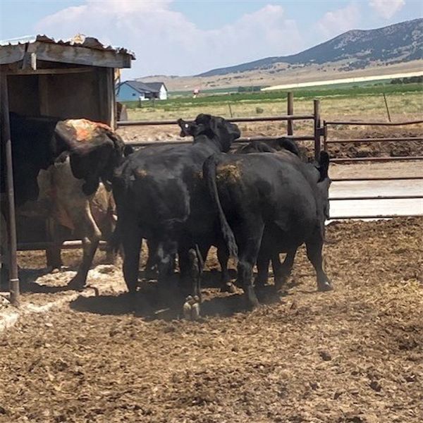 Idaho Dairies/Ranches - 28 Cows (Burley, ID)