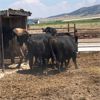 Image 1 : Idaho Dairies/Ranches - 28 Cows (Burley, ID)