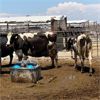 Image 4 : Idaho Dairies/Ranches - 28 Cows (Burley, ID)