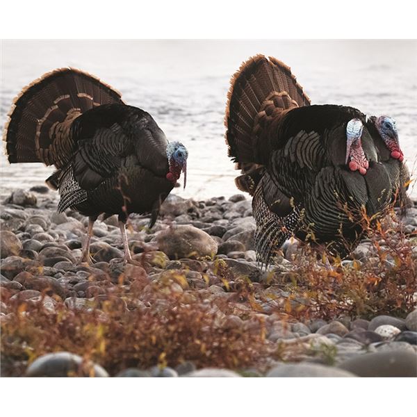 Guided Turkey Hunt