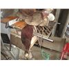 Image 2 : Saddle + Saddle blanket, rope, bridal