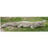 Image 2 : CAST STONE ALLIGATOR DETAILED SCALES AND BODY