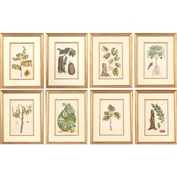 8 HANDCOLORED ENGRAVINGS TROPICAL TREES PARIS