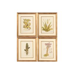 4 HANDCOLORED COPPER ENGRAVINGS CACTUS ALOE VIENN