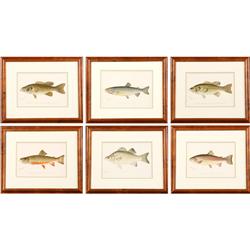 SET 6 COLOR ANTIQUE PRINTS TROUT FISH