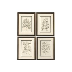SET 6 FRAMED ANTIQUE B + w PRINTS TREE SECTIONS