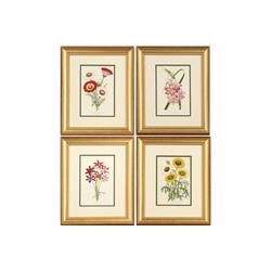 SET 8 FRAMED ANTIQUE PRINTS BOTANICALS BELGIUM